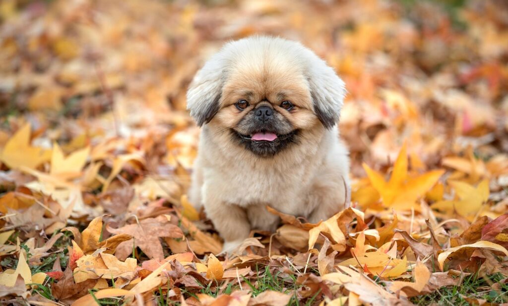 フェスに参加するメリットとは何ですか？