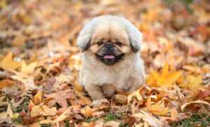 フェスに参加するメリットとは何ですか？