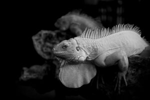 夏フェスでのミストシャワー体験はどんな感じ？