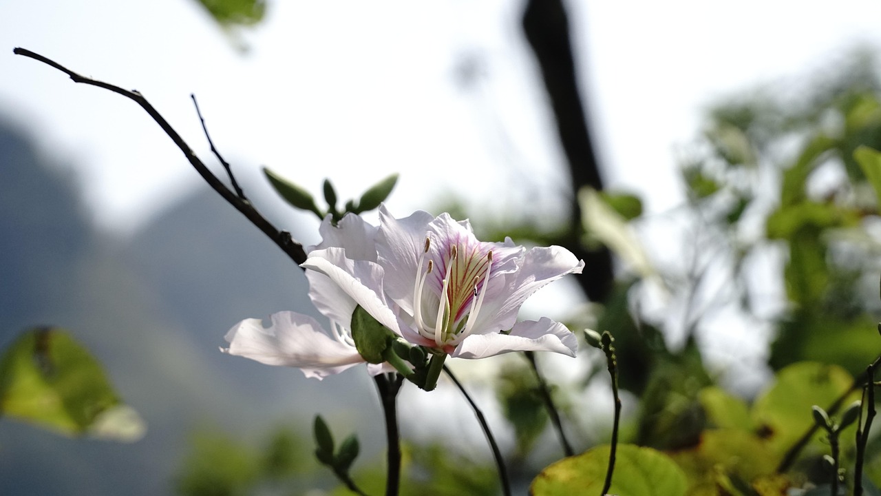 夏フェスでスマホの三脚が禁止される理由とは？