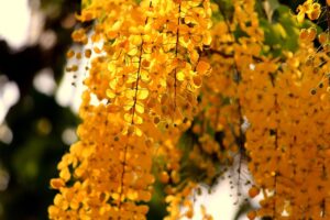 夏フェスでのクールタオルの効果とは？