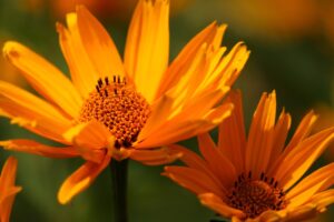 夏フェスで花粉症対策におすすめのグッズは？