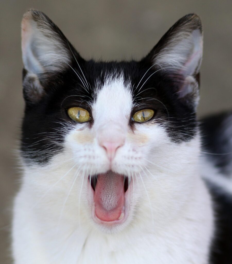 夏フェスで下着の替えは必要？持っていくべき理由とは！