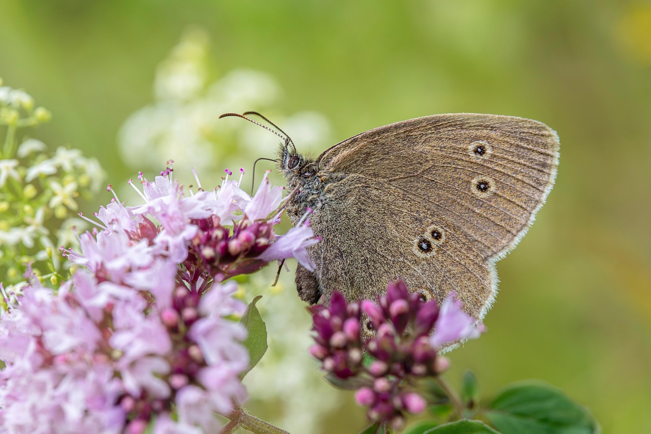 夏フェスでの虫刺され対策に必要な薬や持ち物は？