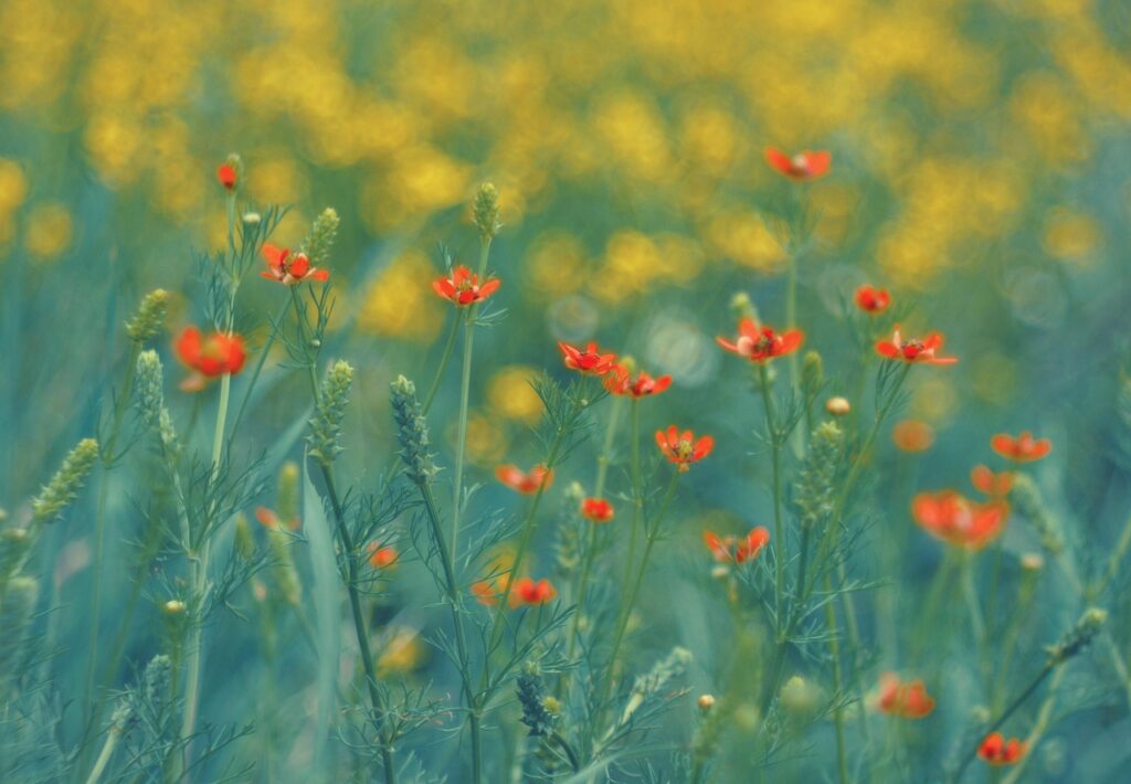夏フェスに必要な持ち物としてスマホ防水ケースはどれがベスト？
