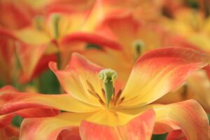 夏フェスに必要な持ち物リストをPDFで手に入れるには？