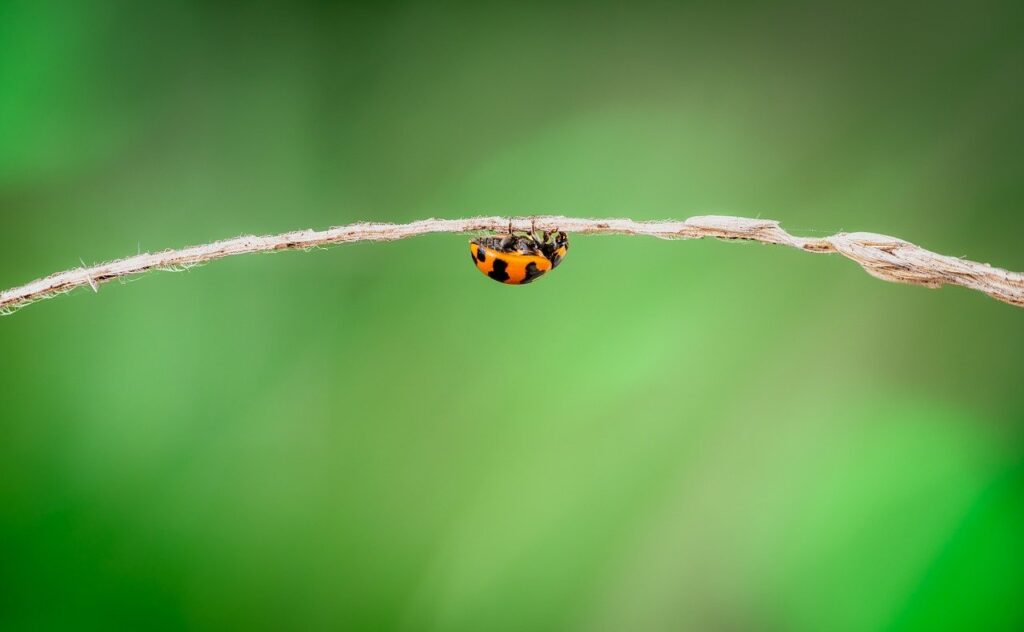 夏フェスに最適な小型クーラーバッグのおすすめは？