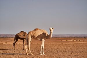 夏フェスで快適に楽しむための暑さ対策持ち物は？