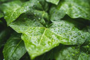 夏フェスで雨の日に持っておくべき必需品は？