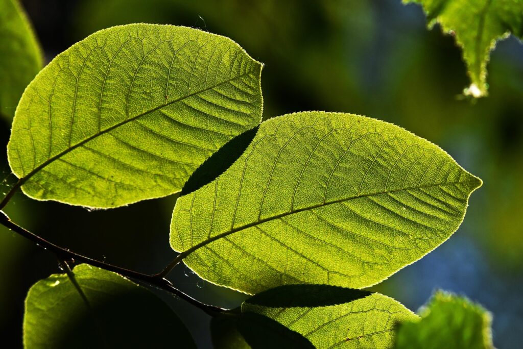 夏フェスで子どもが熱中症にならないための対策は？