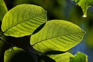 夏フェスで子どもが熱中症にならないための対策は？