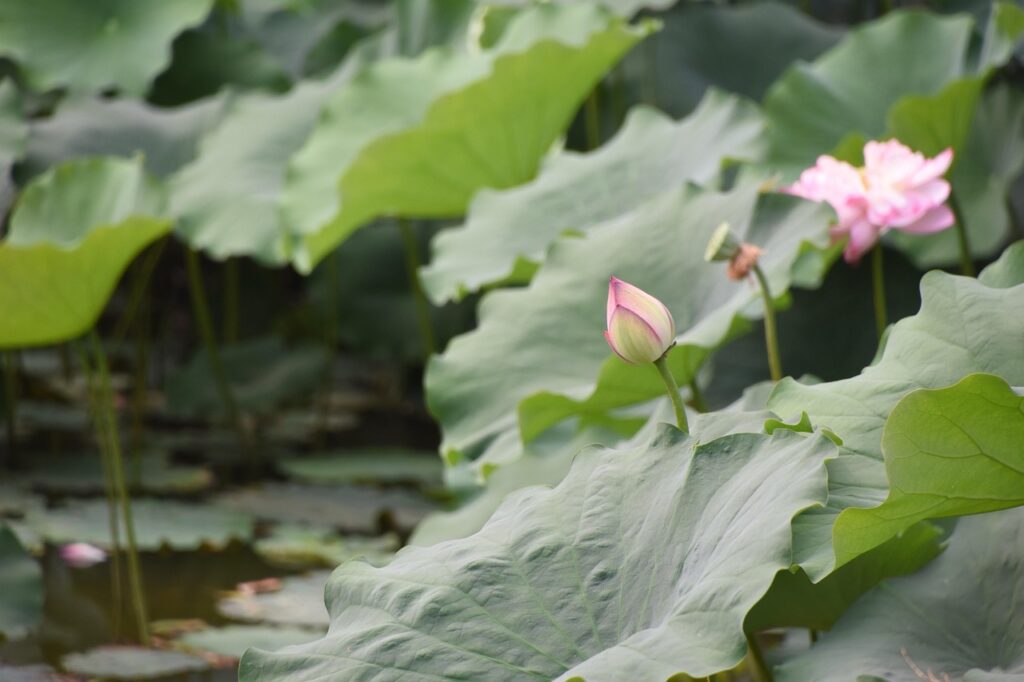 夏フェスに参加する際の料金はどれくらいかかる？