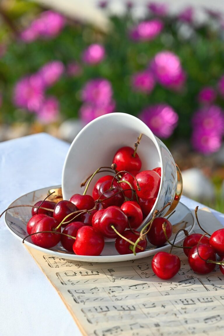 夏フェスの持ち物はこれで決まり！口コミと評判を徹底比較してみた？